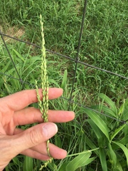 Urochloa texana