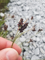 Carex stylosa