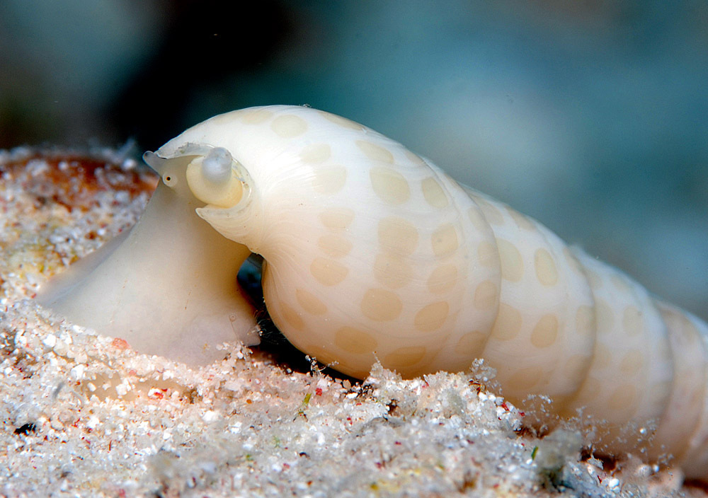 Terebra