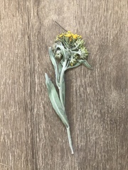 Senecio atratus