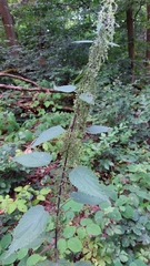 Urtica dioica