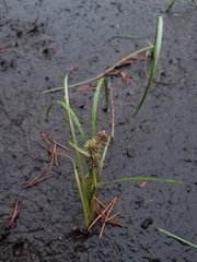 Sparganium hyperboreum