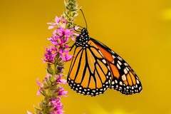 Danaus plexippus