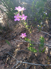 Oxalis hirta tubiflora