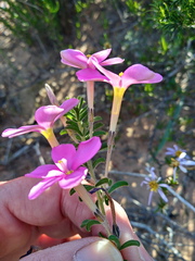 Oxalis hirta tubiflora