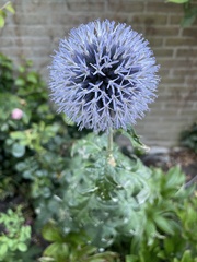 Echinops