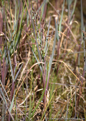Torreyochloa erecta