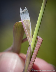 Torreyochloa erecta