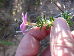 Oxalis hirta tubiflora
