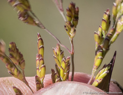 Torreyochloa erecta