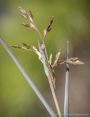 Torreyochloa erecta