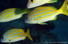 Lutjanus bengalensis