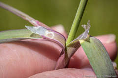 Torreyochloa erecta