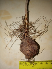 Oxalis hirta tubiflora