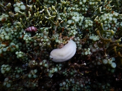 Chelidonura