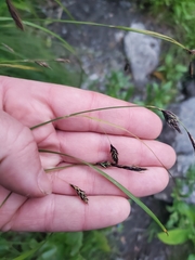 Carex macrochaeta