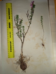 Oxalis hirta tubiflora