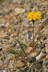 Leontodon hispidus pseudocrispus
