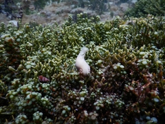 Chelidonura