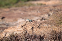Platysaurus intermedius
