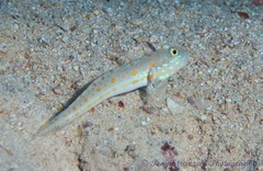 Valenciennea puellaris