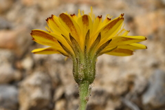 Leontodon hispidus pseudocrispus