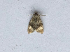 Olethreutes metallicana