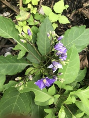 Solanum wendlandii