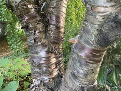 Prunus serrulata
