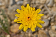 Leontodon hispidus pseudocrispus