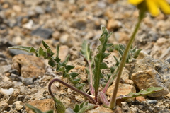 Leontodon hispidus pseudocrispus