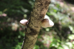 Campanella tristis