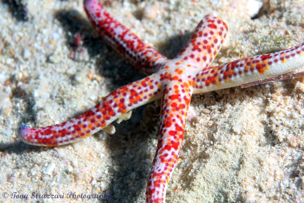 Photo of Mottled sea star (Linckia multifora)