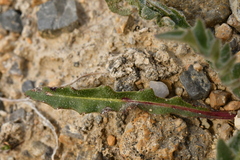 Leontodon hispidus pseudocrispus