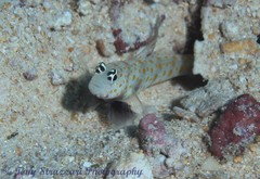 Amblyeleotris guttata