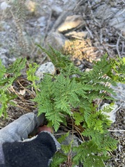 Cheilanthes leucopoda