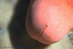 Choriaster granulatus