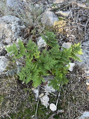 Cheilanthes leucopoda