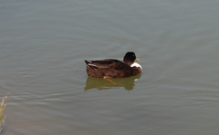 Anas platyrhynchos
