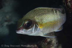 Scolopsis margaritifera