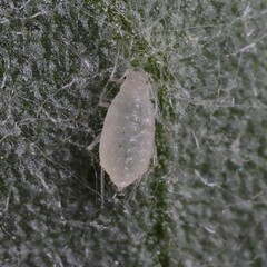 Capitophorus similis