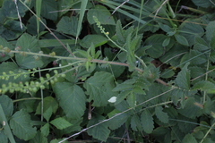 Agrimonia eupatoria