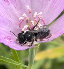 Megachile montivaga