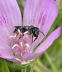 Megachile montivaga