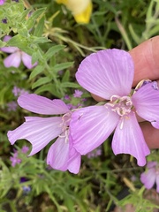 Megachile montivaga