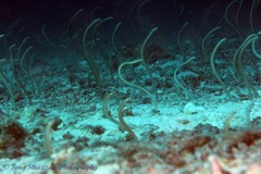 Gorgasia maculata