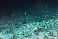 Gorgasia maculata