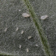 Capitophorus similis