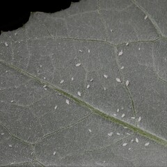 Capitophorus similis