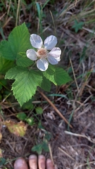 Rubus
